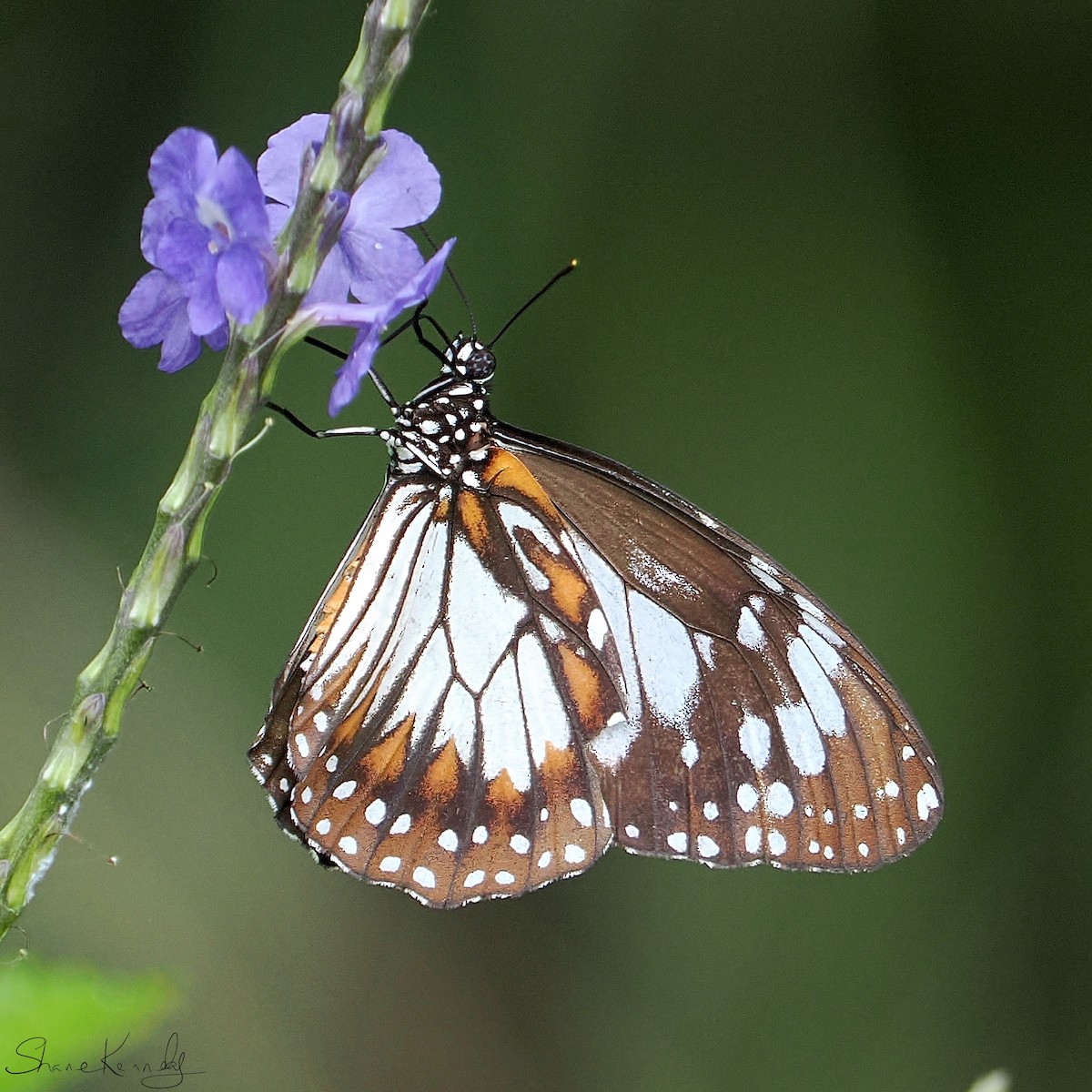 Swamp Tiger Butterfly - ML659414773