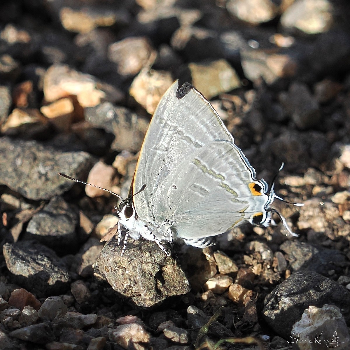 Black-spotted Flash - ML659414777