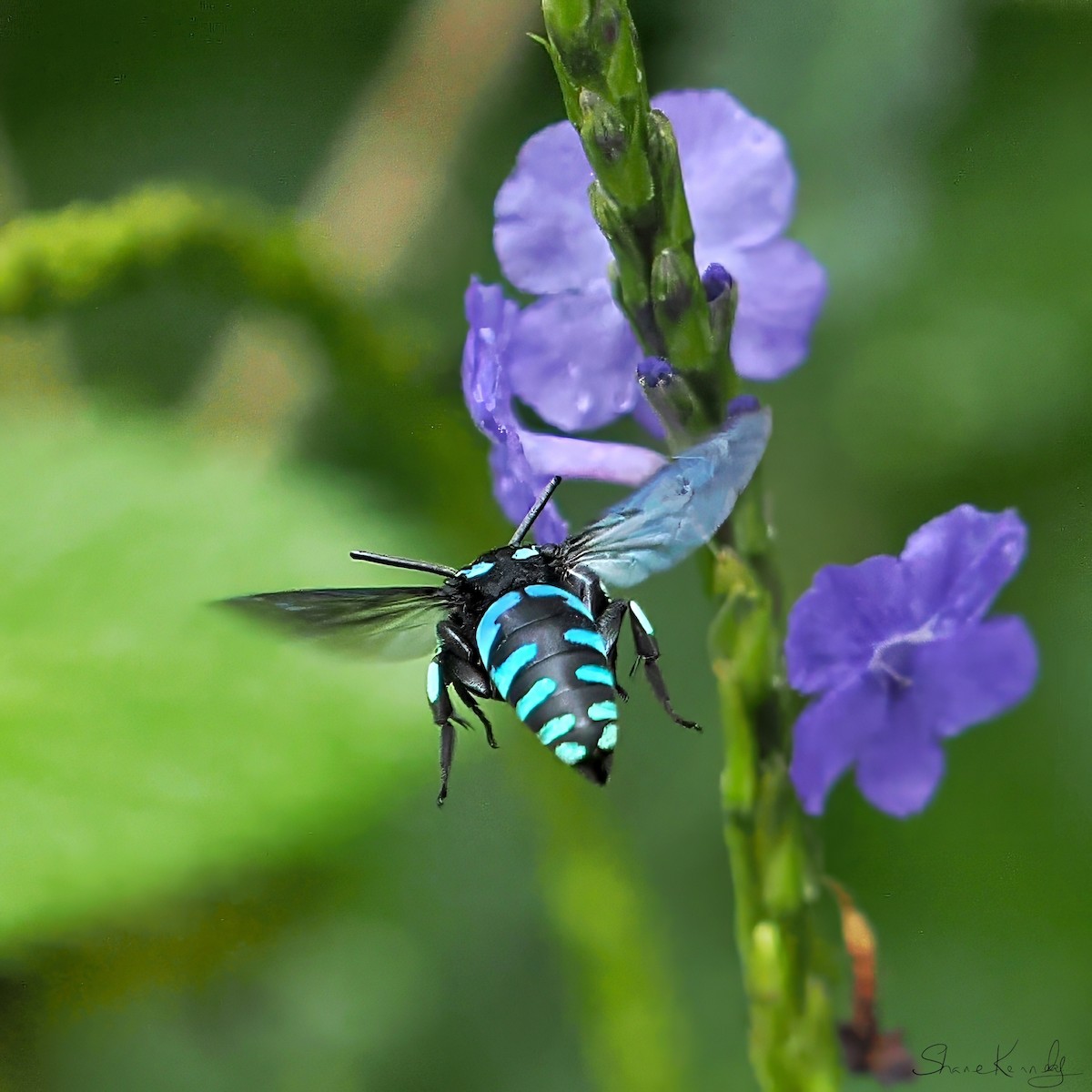 Neon Cuckoo Bee - ML659414778