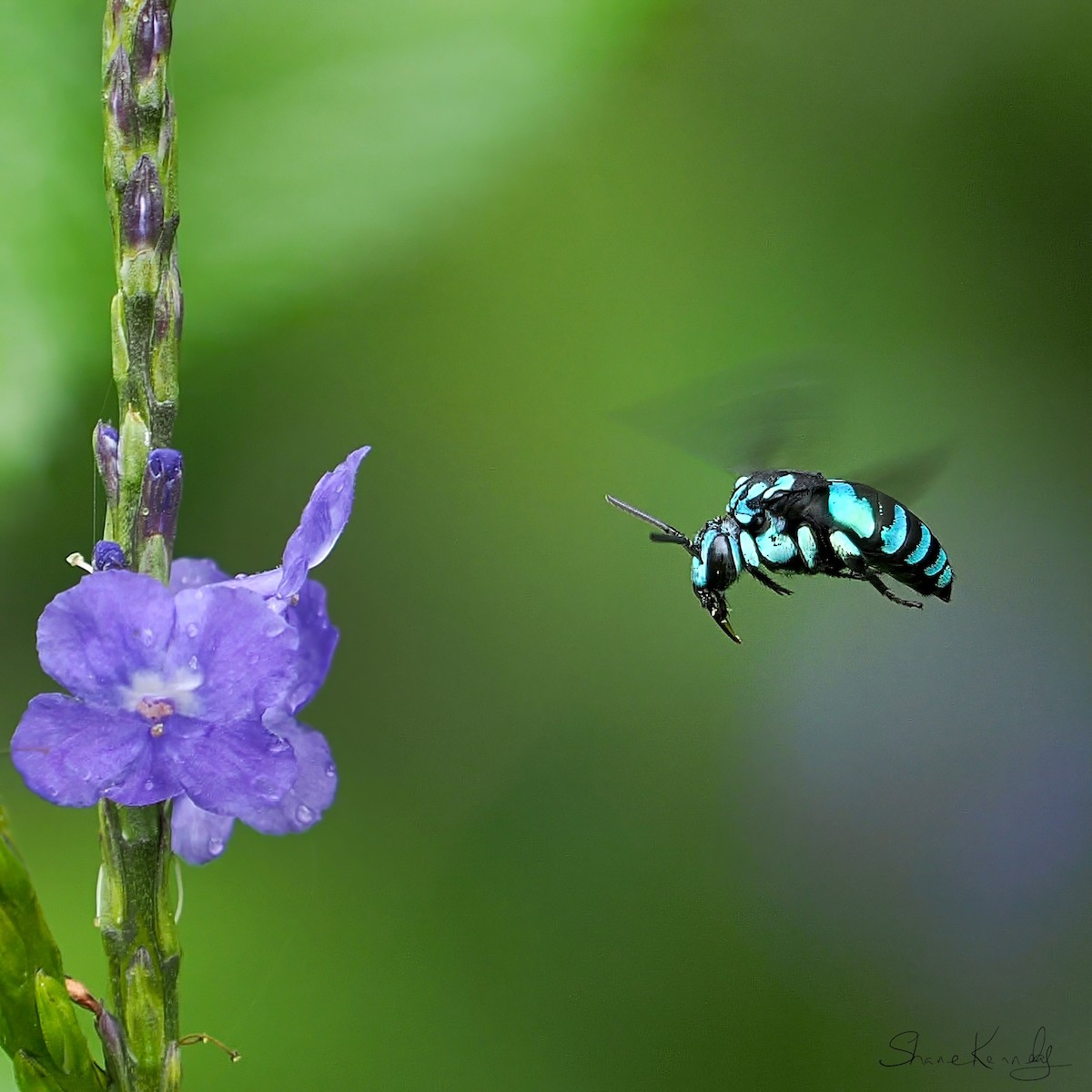 Neon Cuckoo Bee - ML659414779