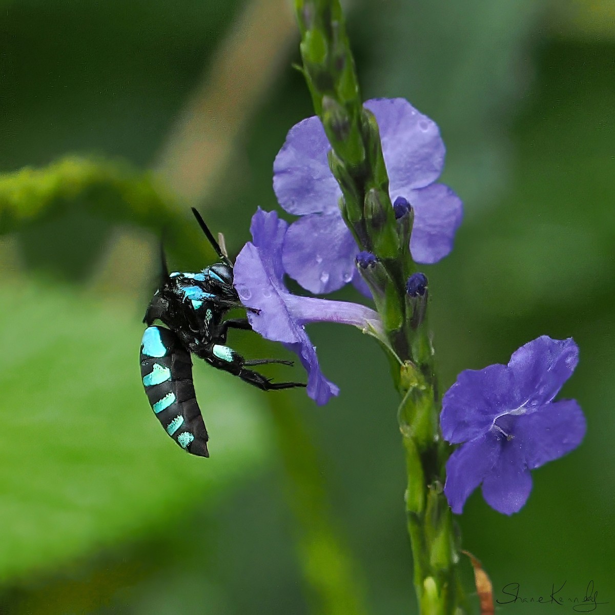 Neon Cuckoo Bee - ML659414780