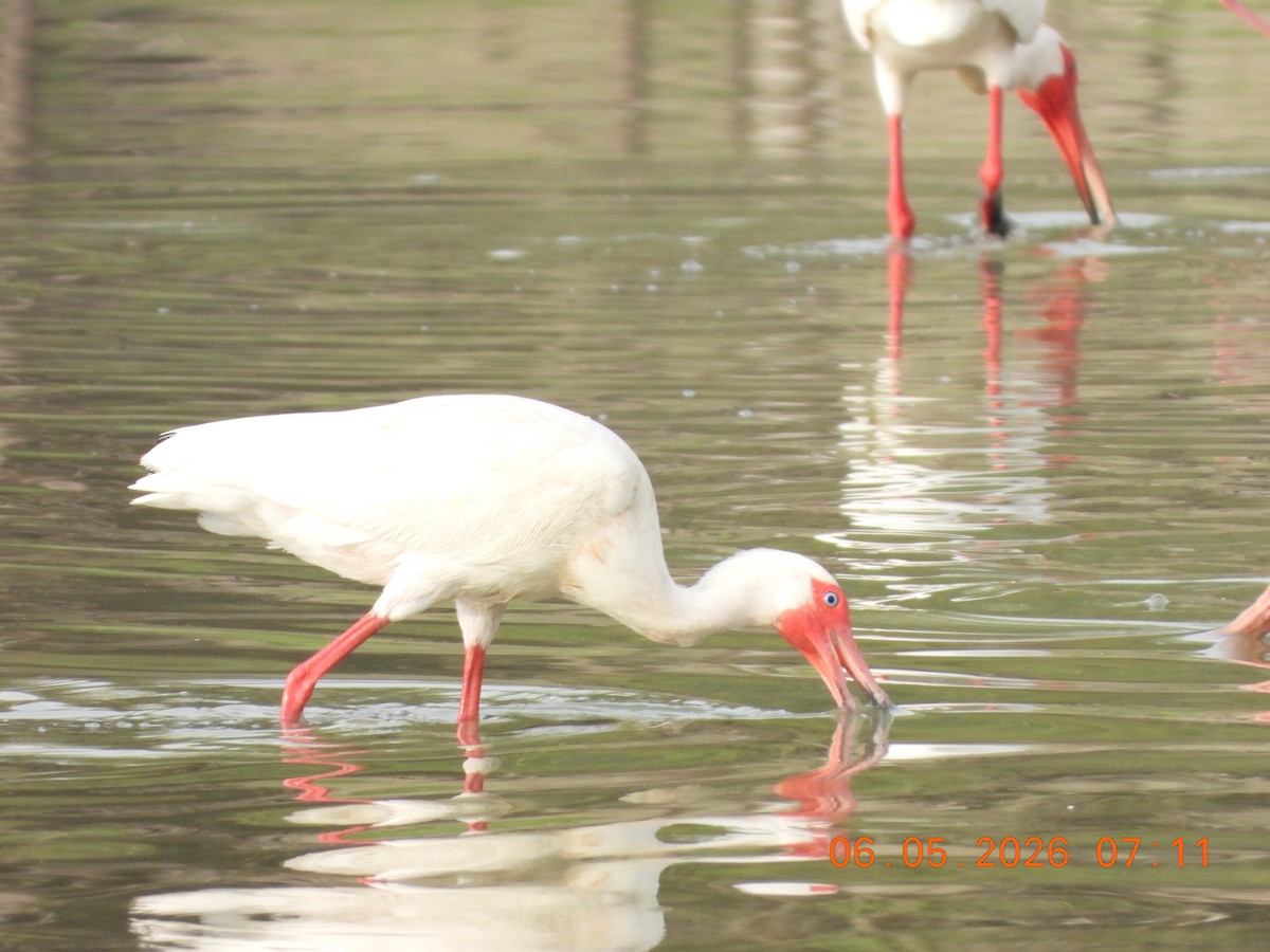 White Ibis - ML659416027