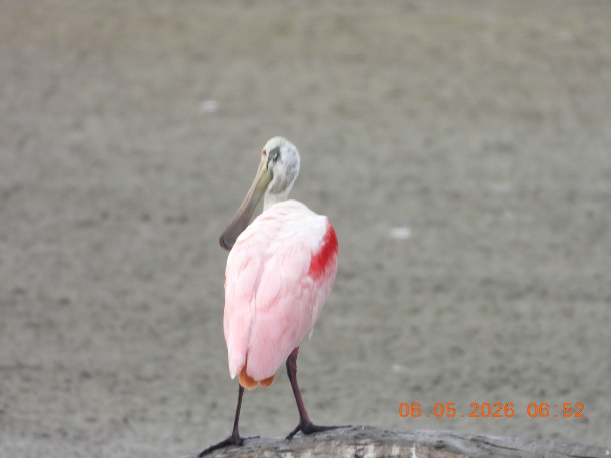 Roseate Spoonbill - ML659416076