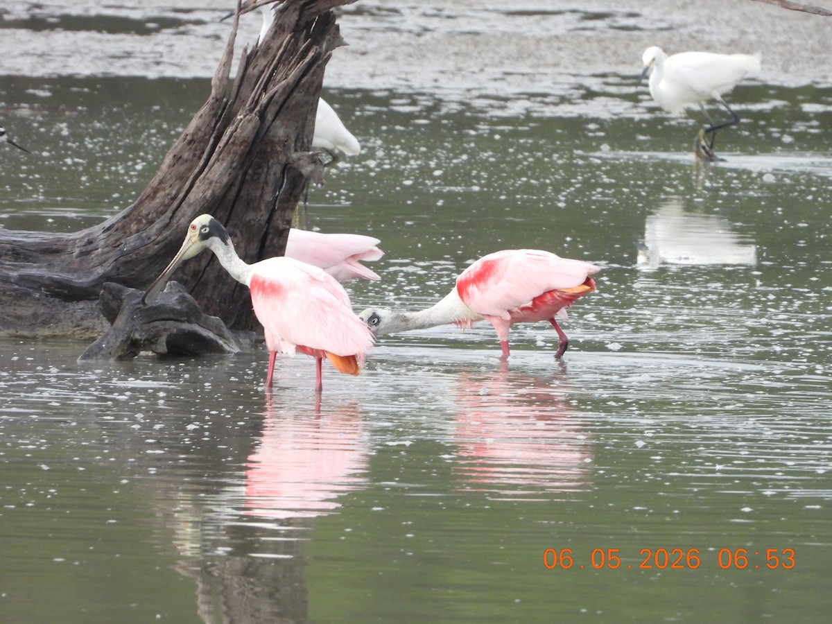 Roseate Spoonbill - ML659416077