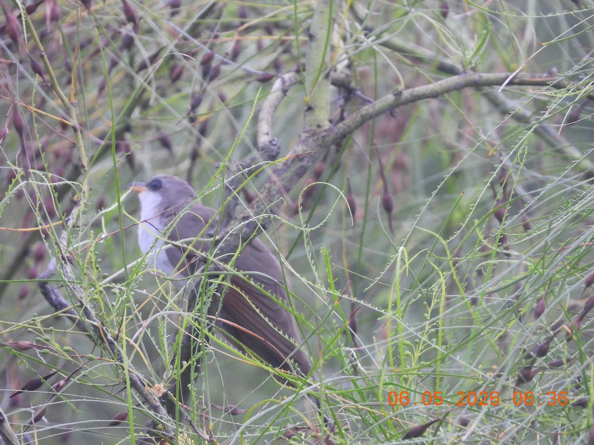 Yellow-billed Cuckoo - ML659416153