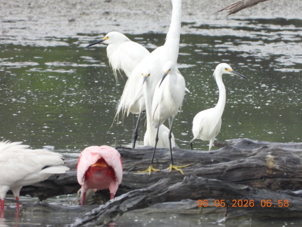 Snowy Egret - ML659416212