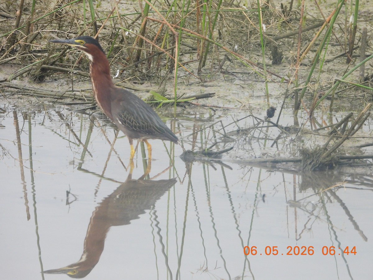 Green Heron - ML659416245