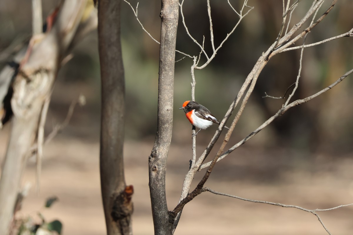 Red-capped Robin - ML659416246