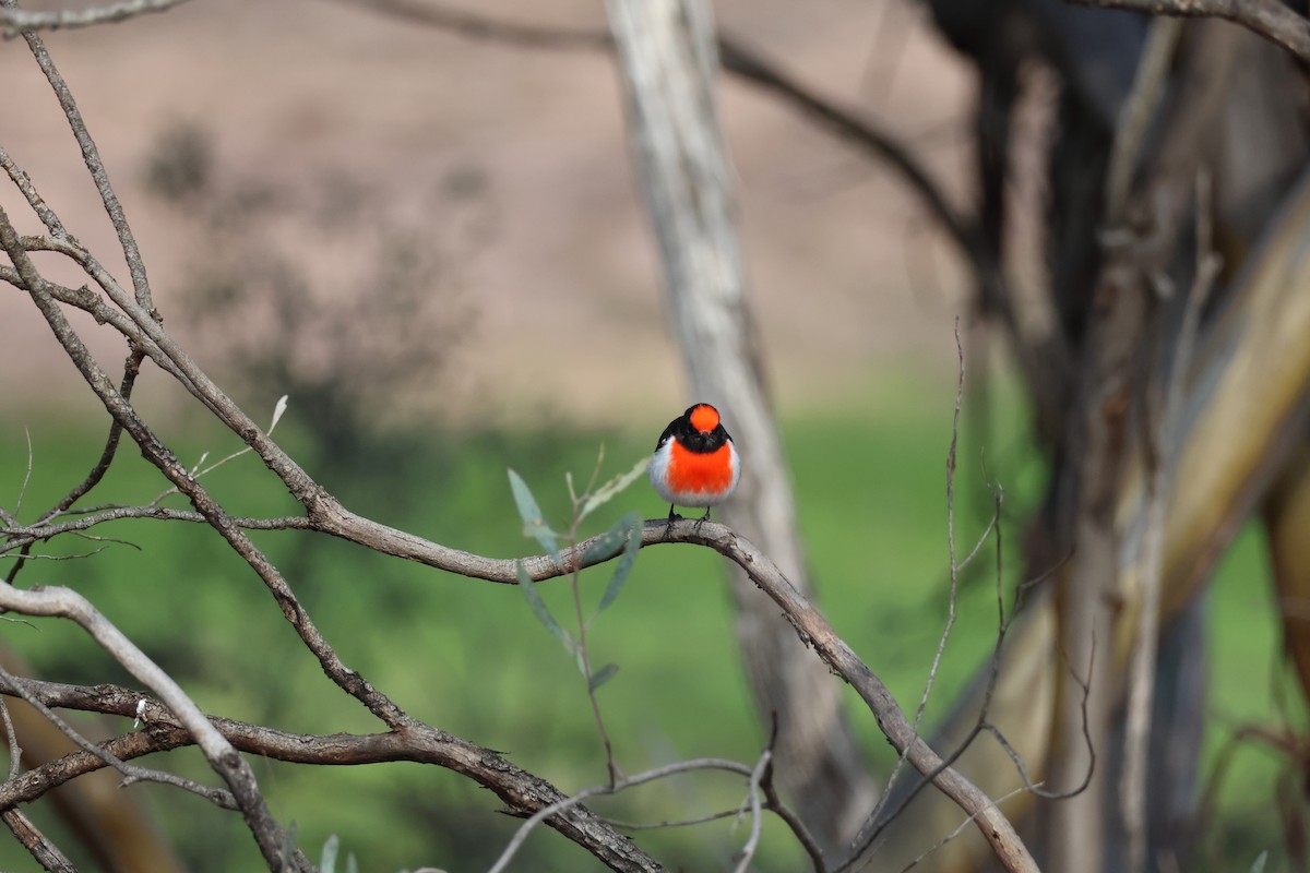 Red-capped Robin - ML659416247
