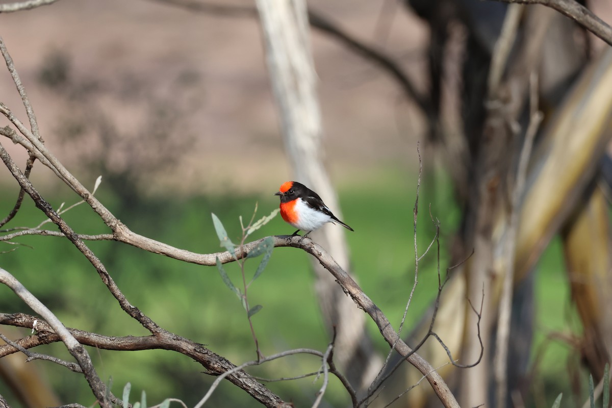 Red-capped Robin - ML659416248