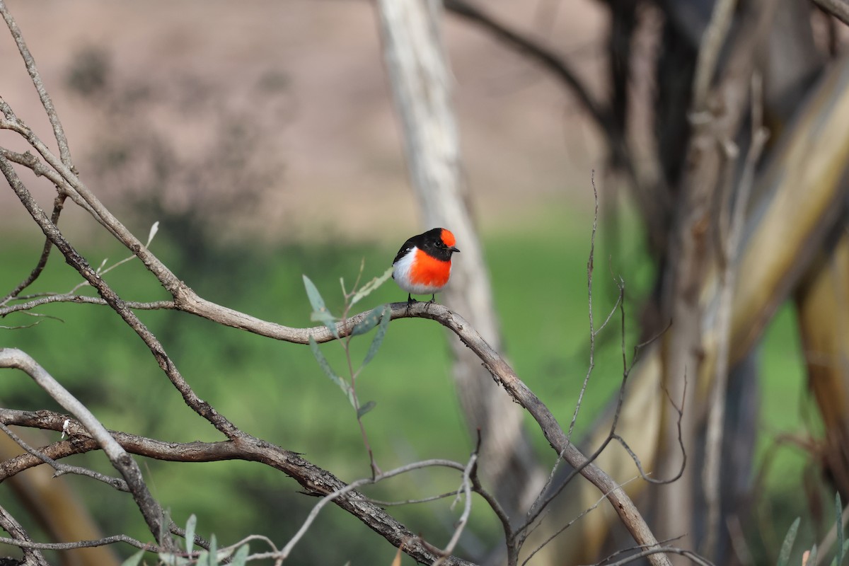 Red-capped Robin - ML659416249