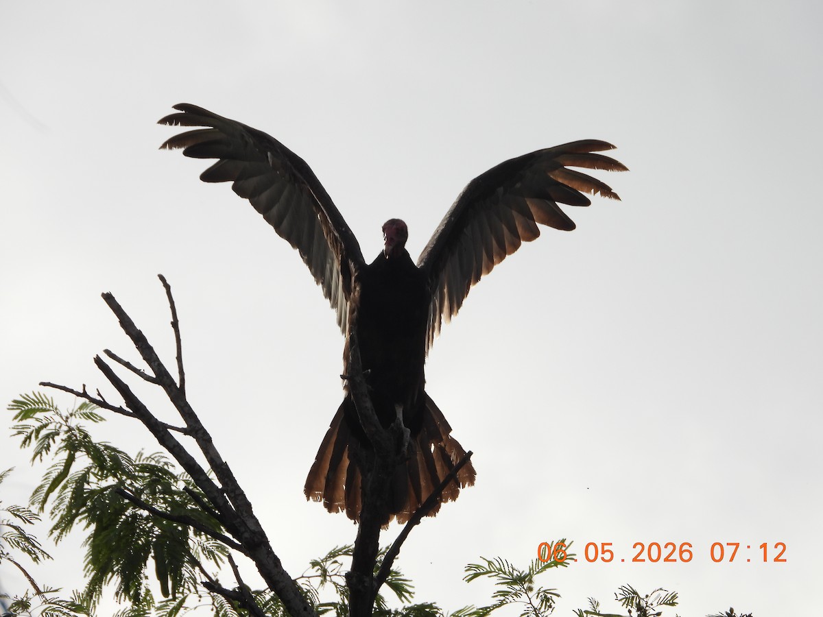 Turkey Vulture - ML659416289
