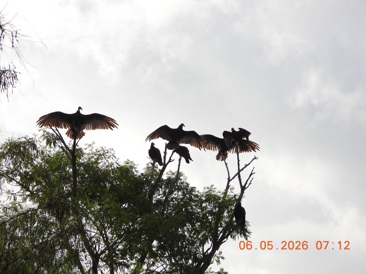 Turkey Vulture - ML659416290