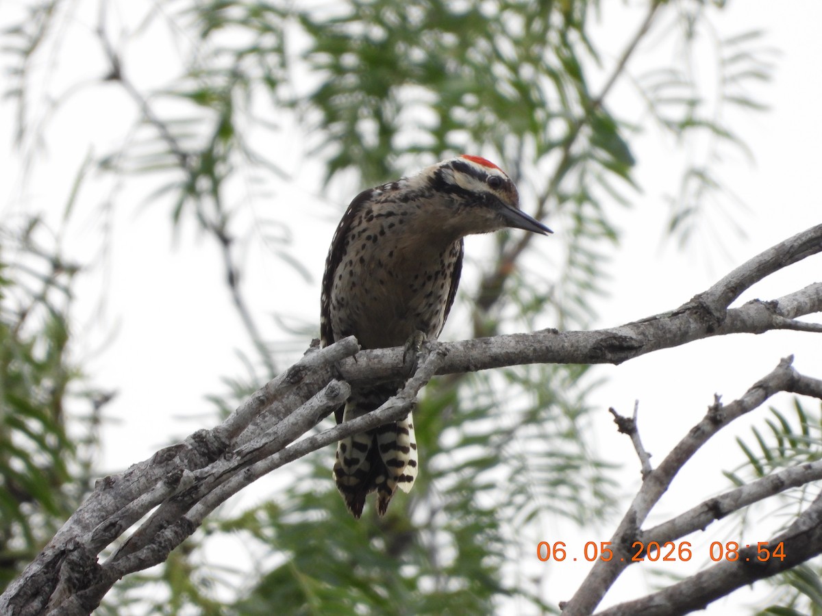 Ladder-backed Woodpecker - ML659416317