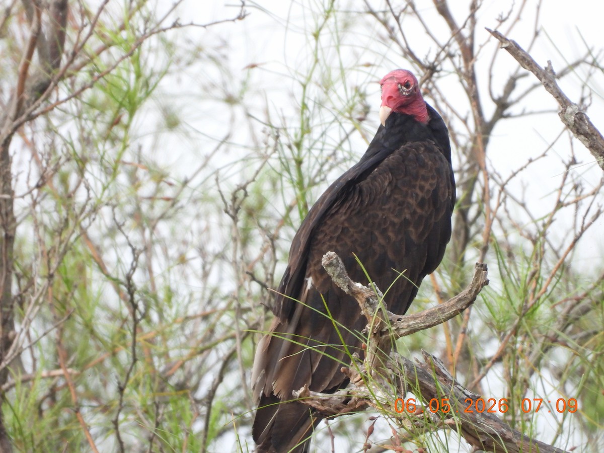 Turkey Vulture - ML659416330
