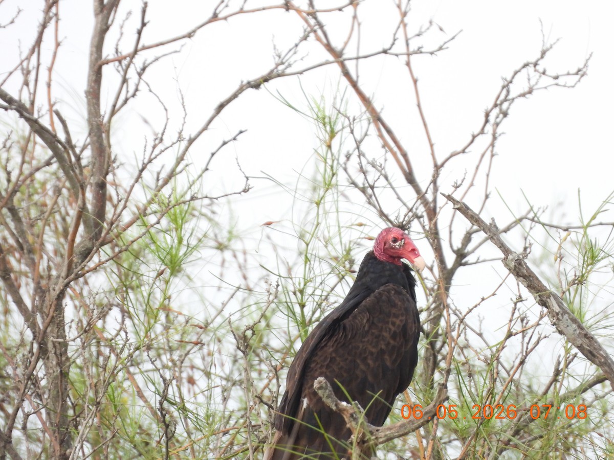Turkey Vulture - ML659416331