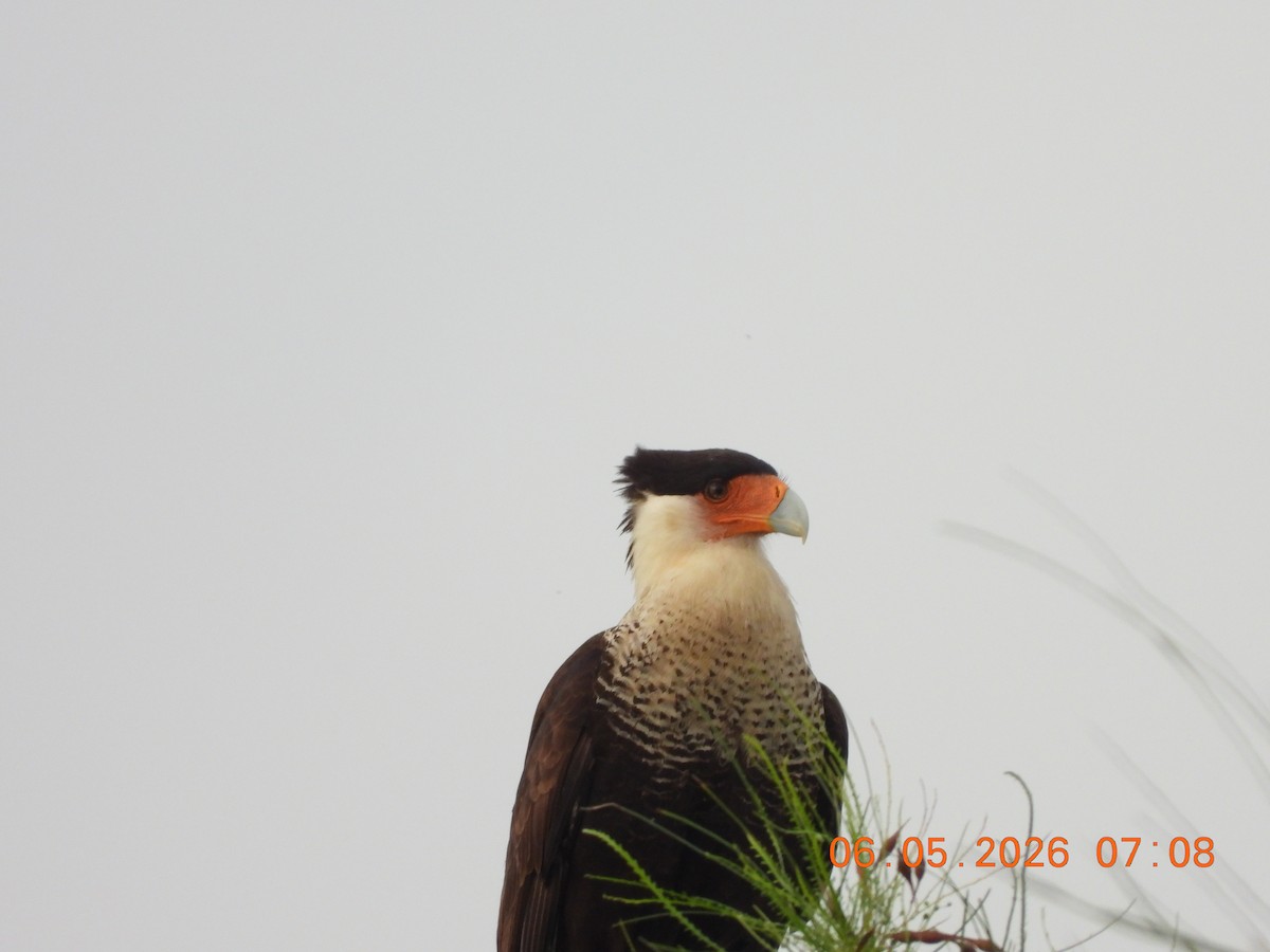 Crested Caracara - ML659416337