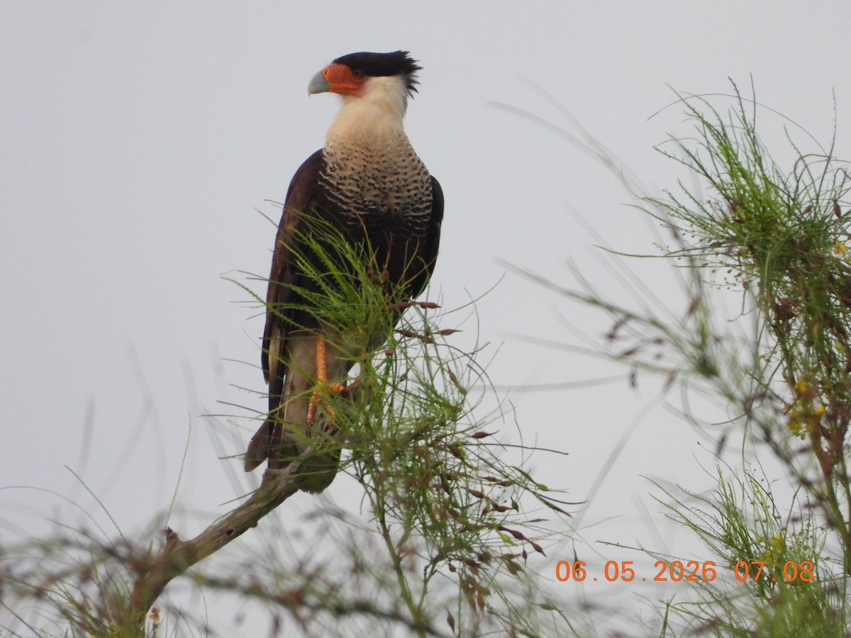 Crested Caracara - ML659416338