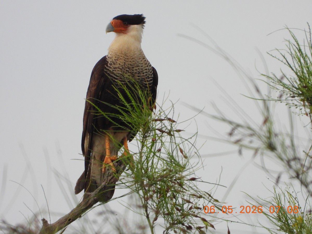 Crested Caracara - ML659416339