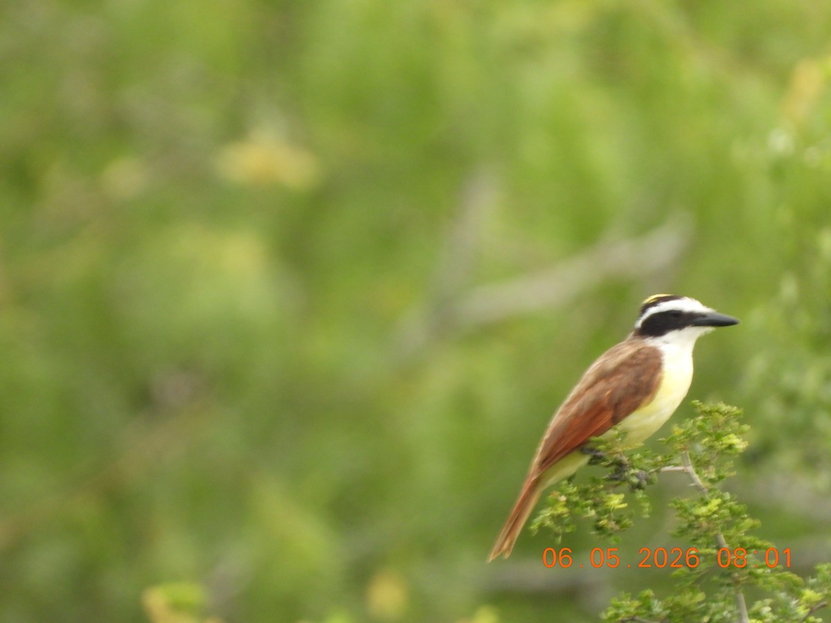 Great Kiskadee - ML659416351