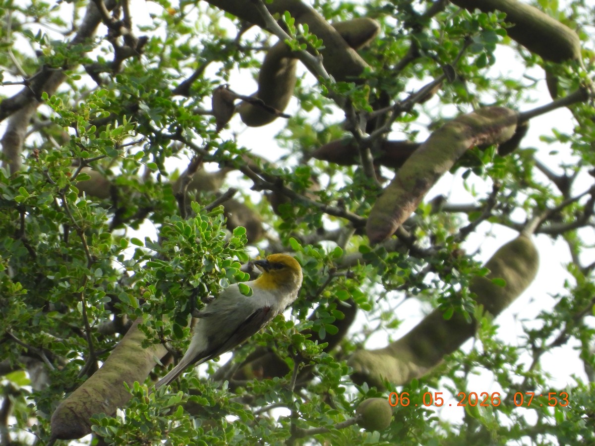 Verdin - ML659416370