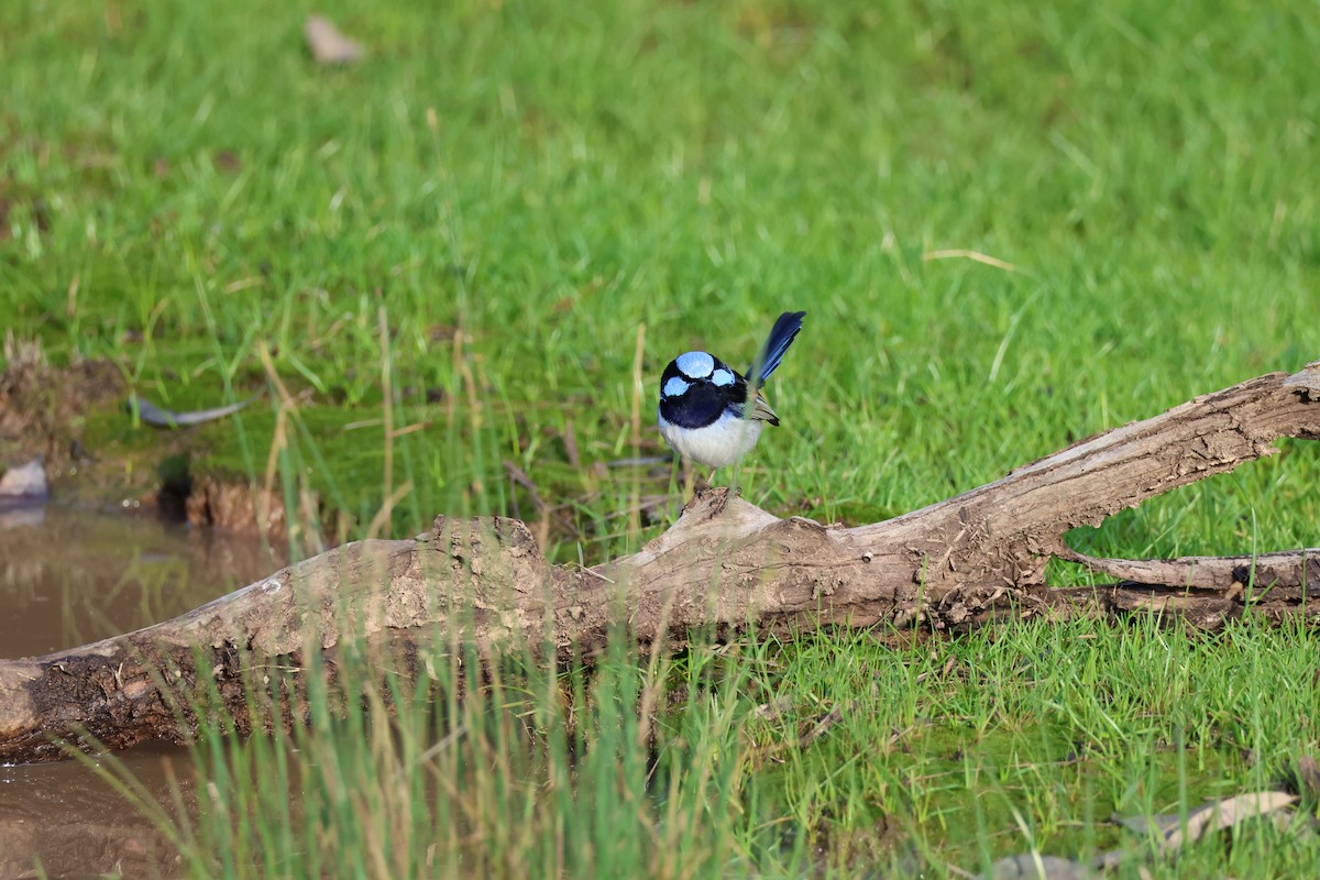 Superb Fairywren - ML659416375