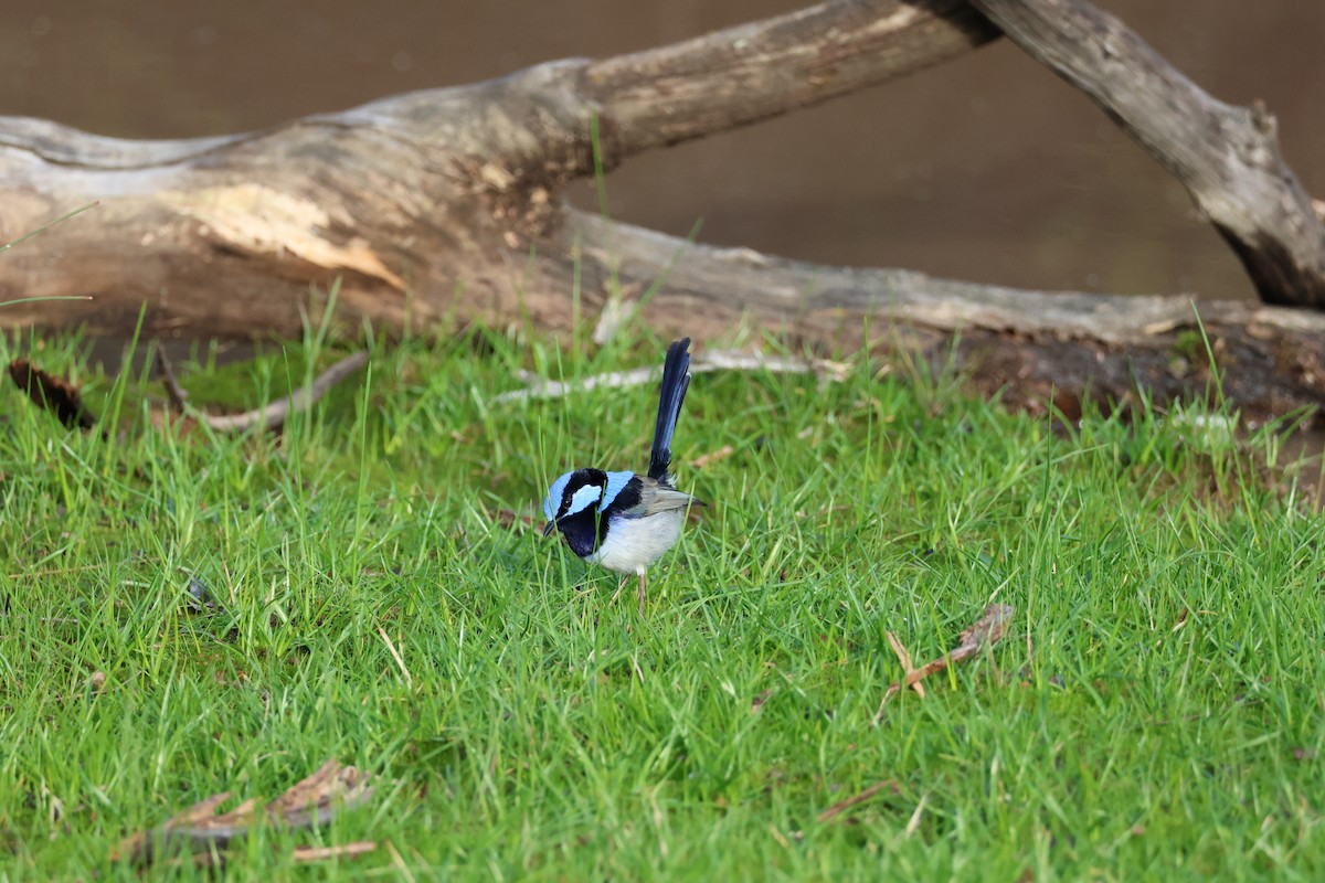 Superb Fairywren - ML659416376
