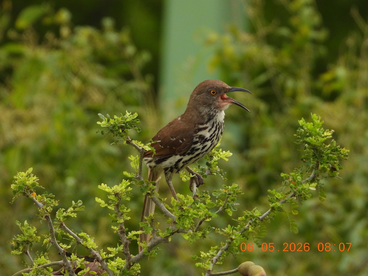Long-billed Thrasher - ML659416377