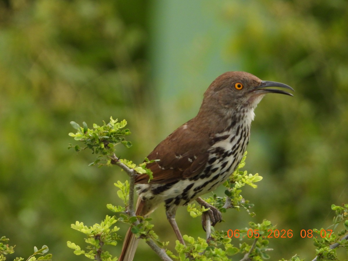 Long-billed Thrasher - ML659416378