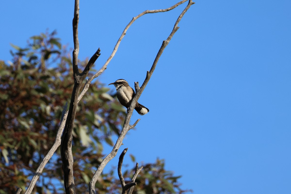 White-browed Babbler - ML659416413