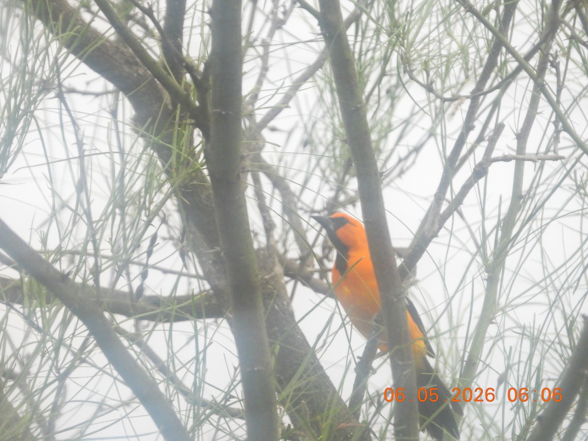 Altamira Oriole - ML659416416