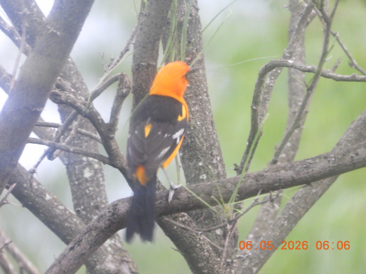 Altamira Oriole - ML659416417