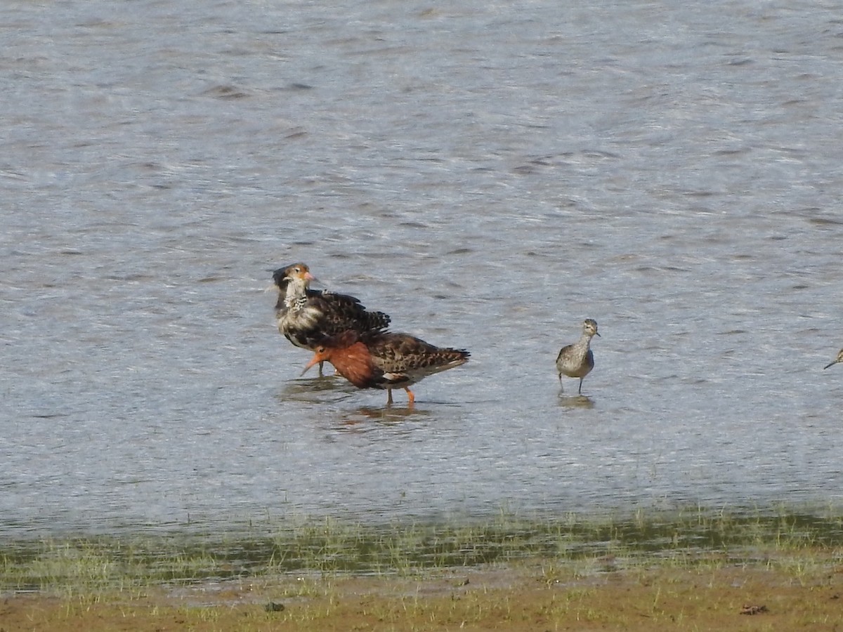 Ruff - ML659416451