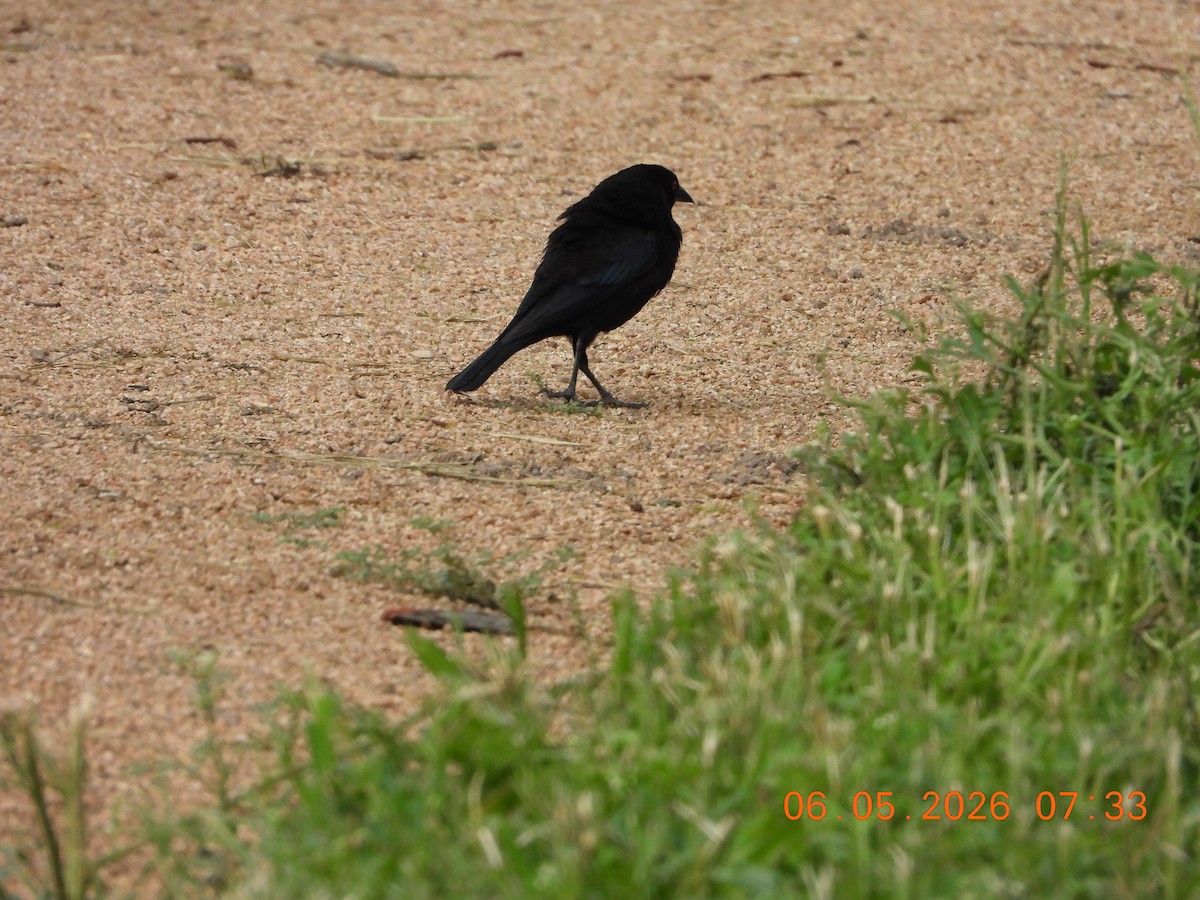 Bronzed Cowbird - ML659416473