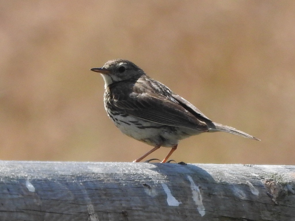 Meadow Pipit - ML659416527