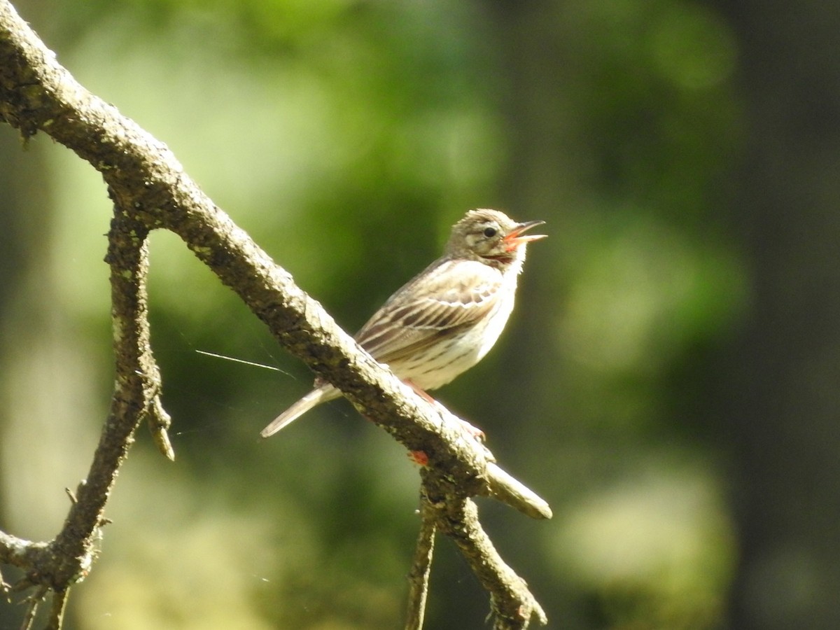 Tree Pipit - ML659416528