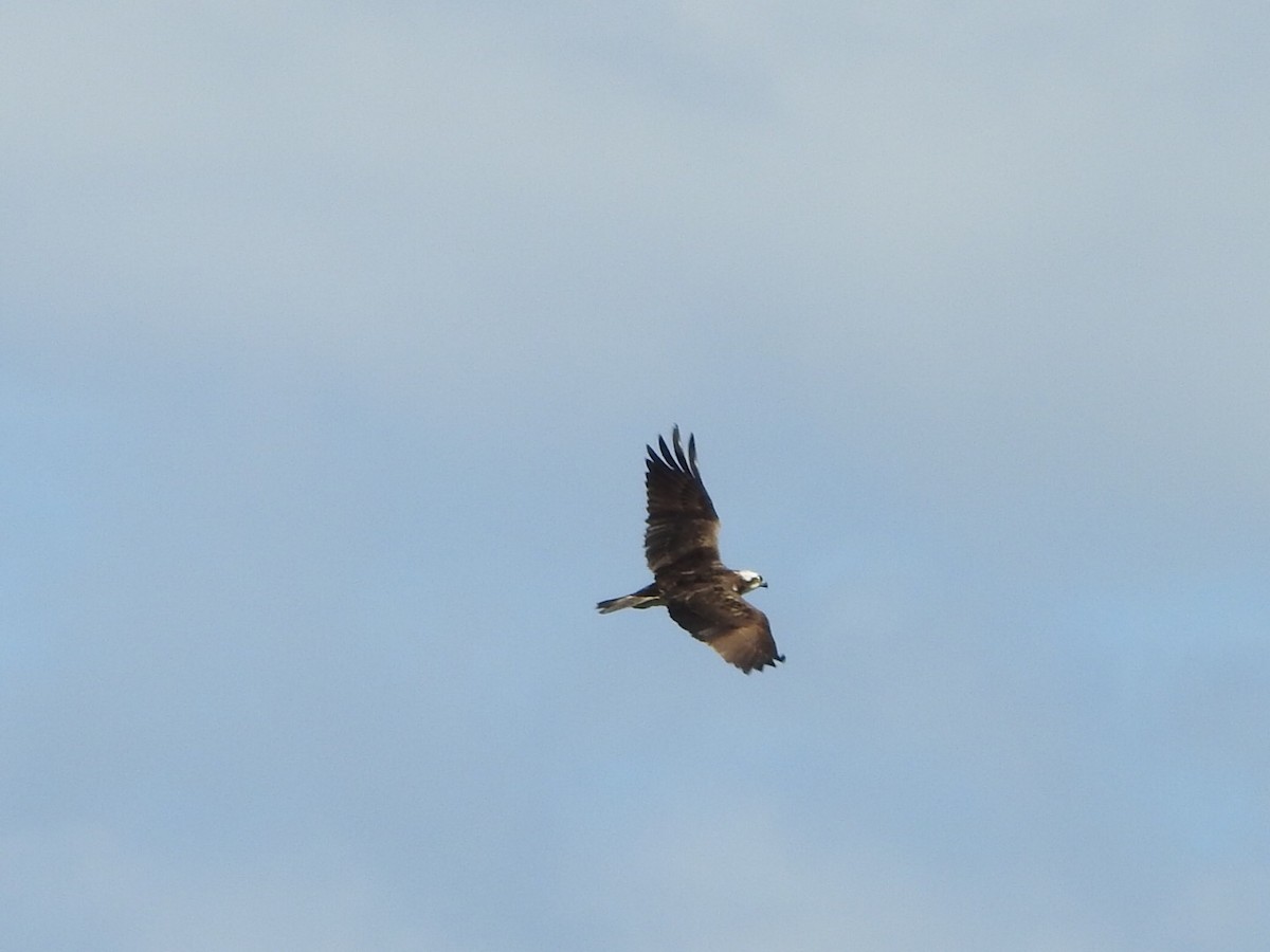 Osprey - ML659416529