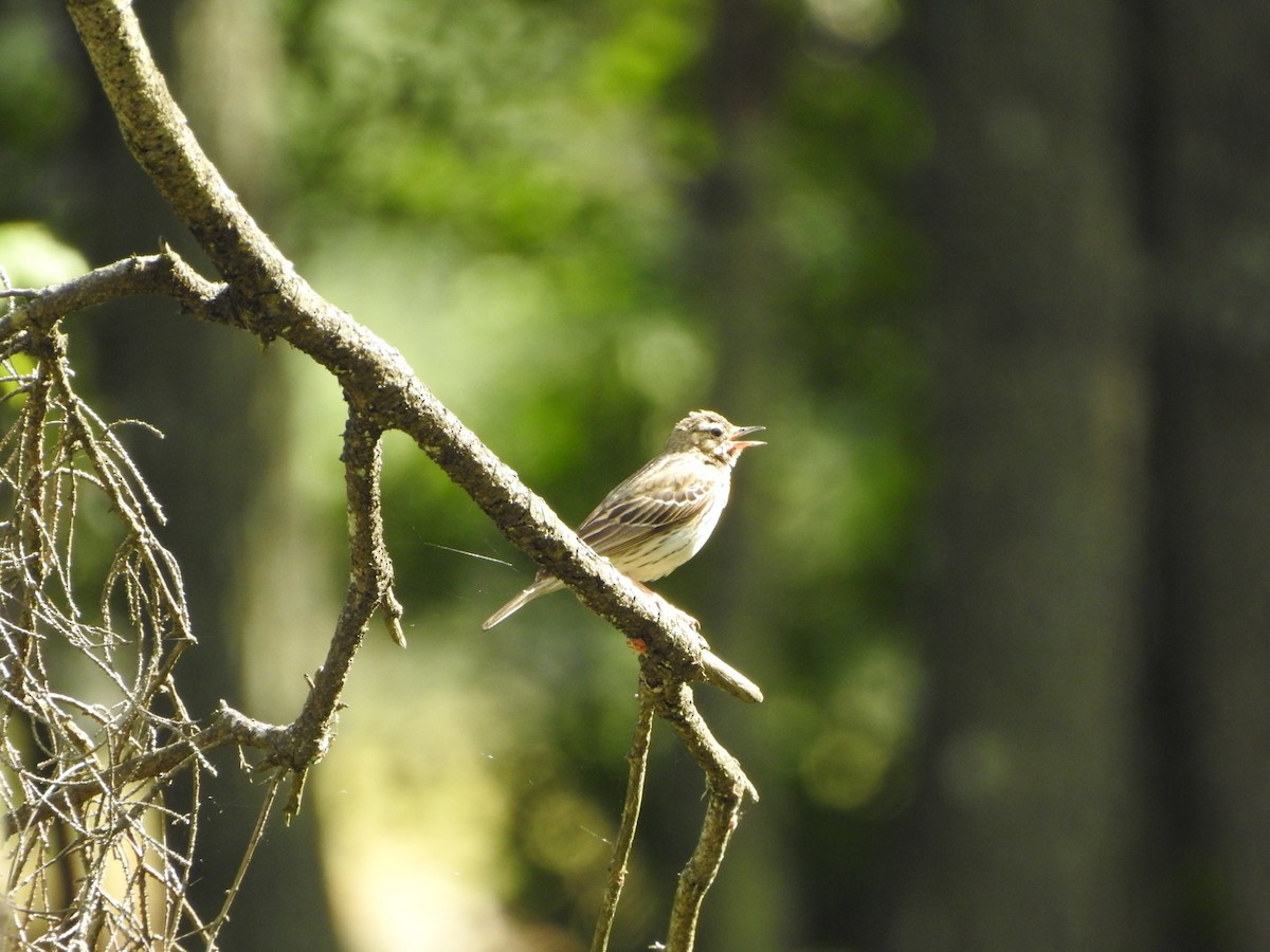 Tree Pipit - ML659416530