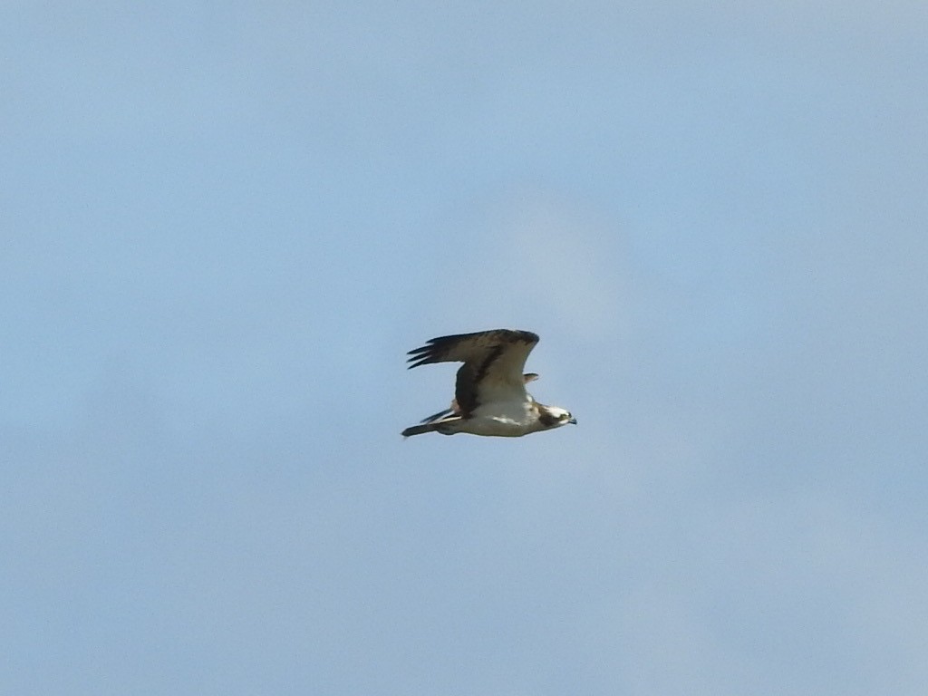 Osprey - ML659416531