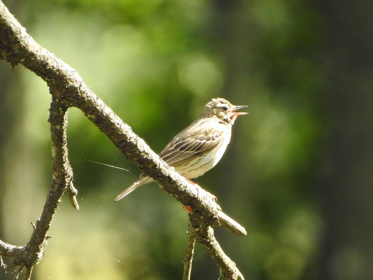 Tree Pipit - ML659416532