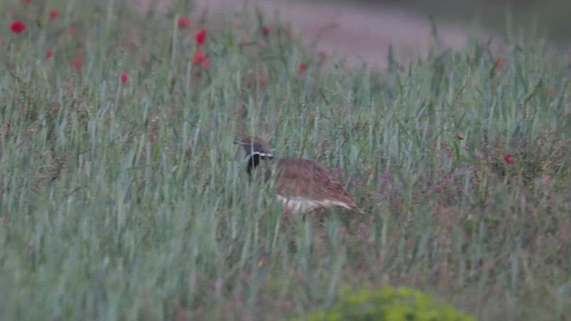 Little Bustard - ML659417074