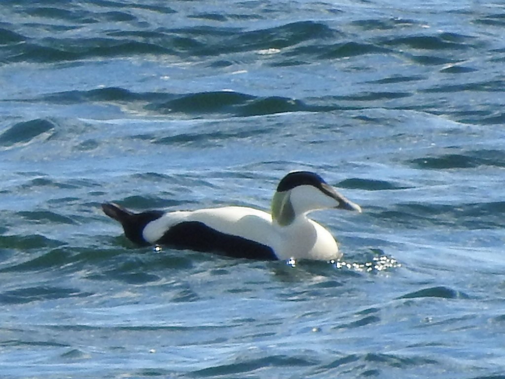 Common Eider - ML659417080