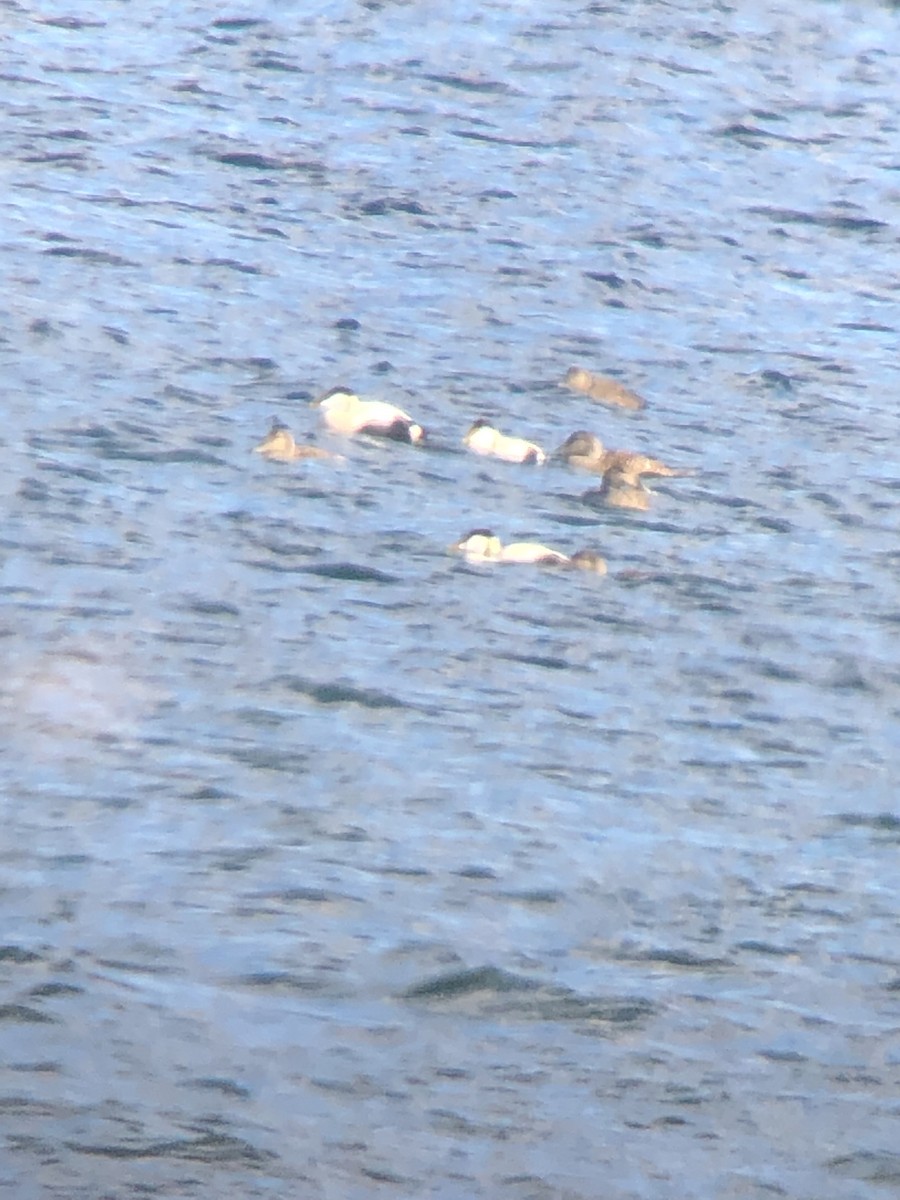 Common Eider - ML659417081