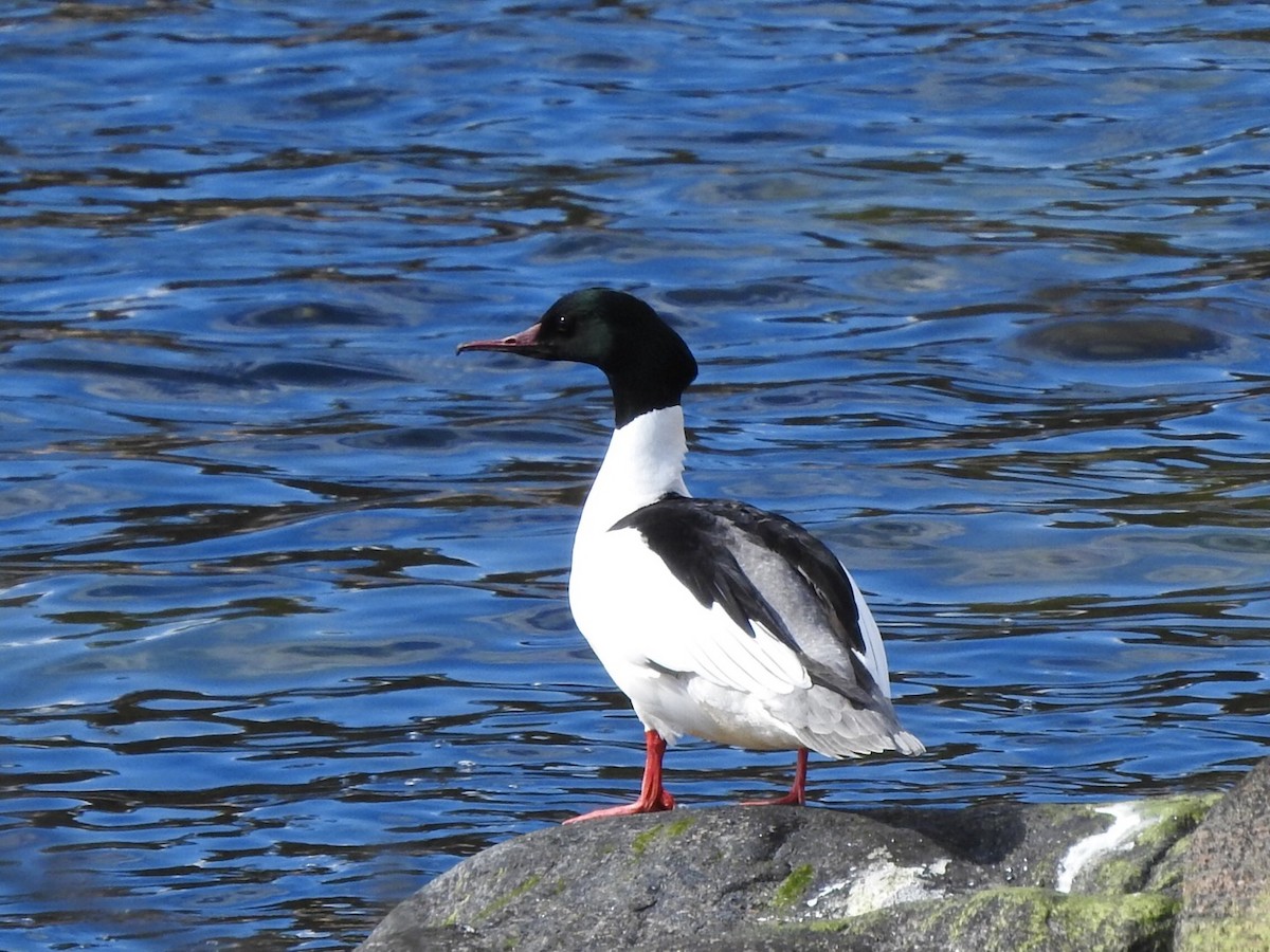 Common Merganser - ML659417082