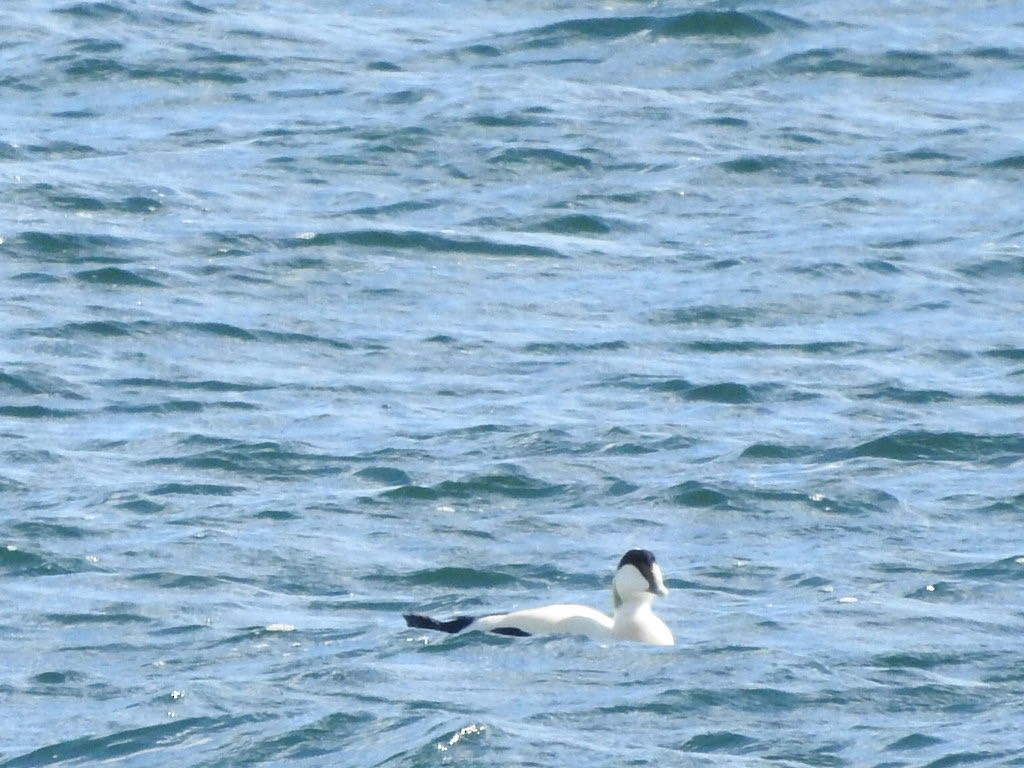 Common Eider - ML659417083