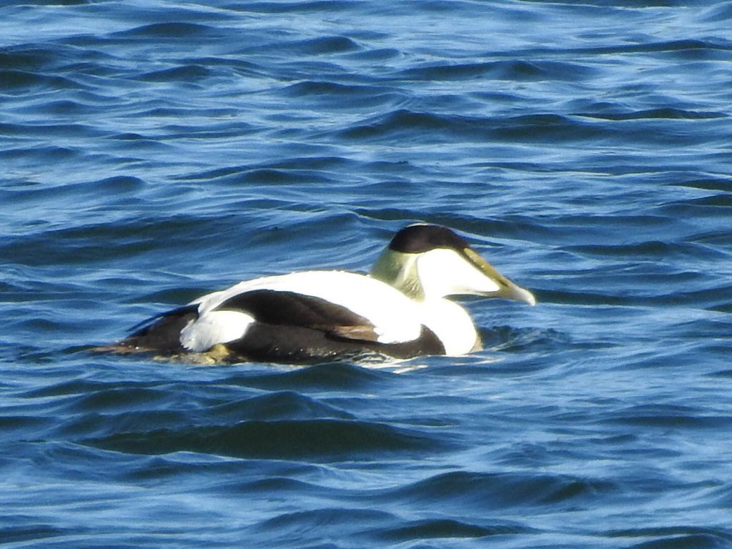 Common Eider - ML659417084