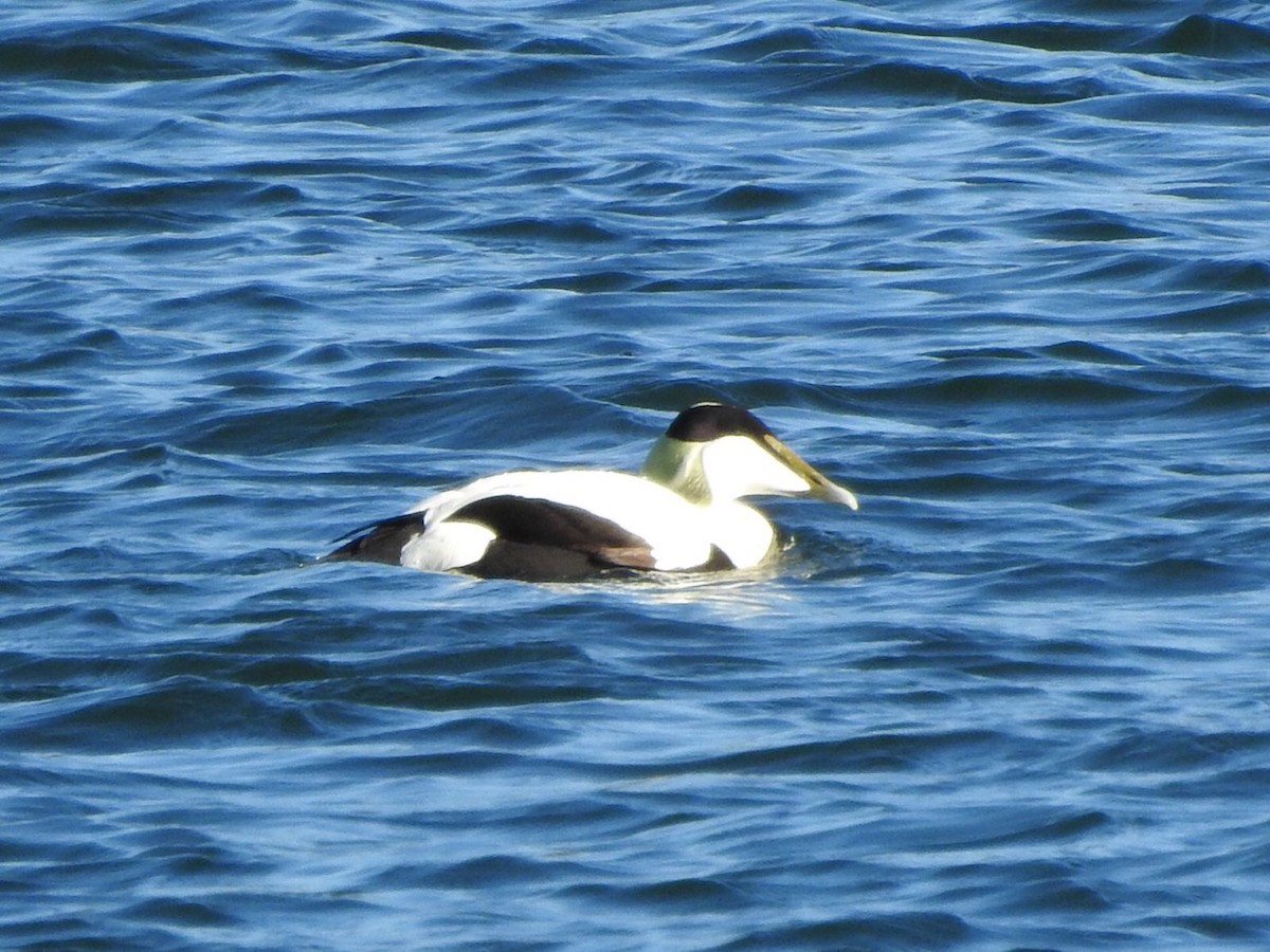 Common Eider - ML659417085