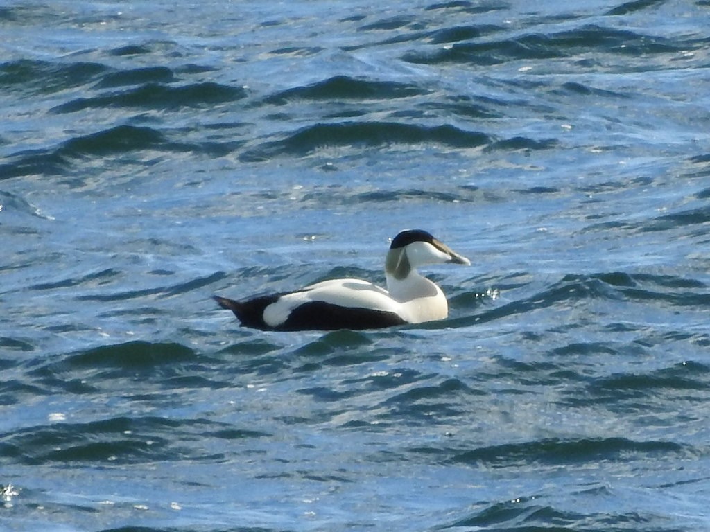 Common Eider - ML659417086