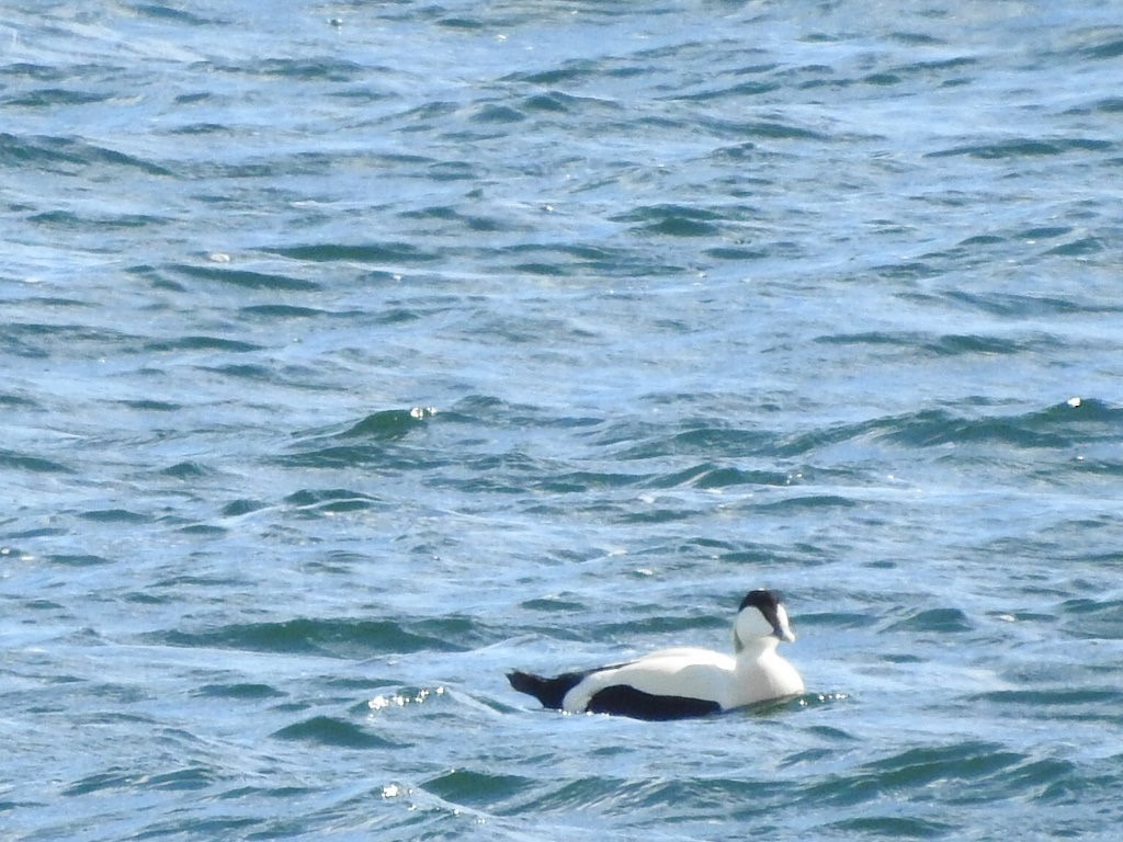 Common Eider - ML659417087