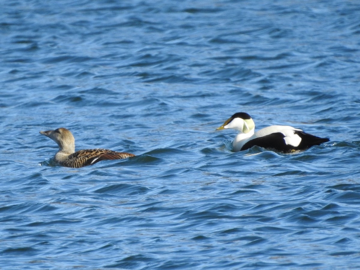 Common Eider - ML659417088
